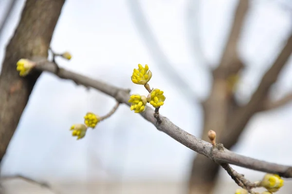 Ramo Uma Árvore Maçã Com Flores Amarelas Dia Primavera — Fotografia de Stock
