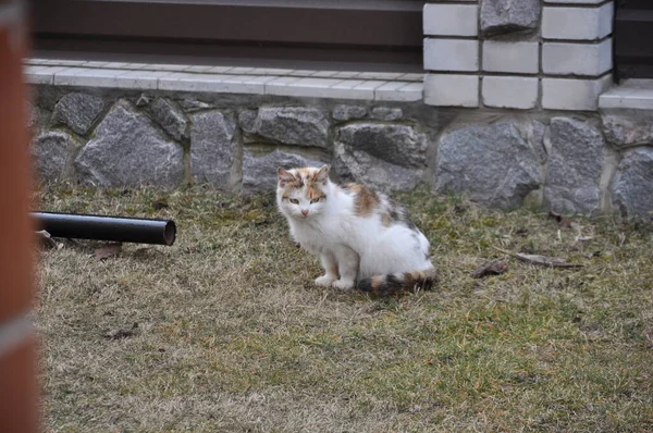 Кошка Сидящая Траве — стоковое фото