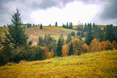 Ağaçları ve dağları olan yeşil orman