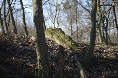 Ormanda eski bir taş