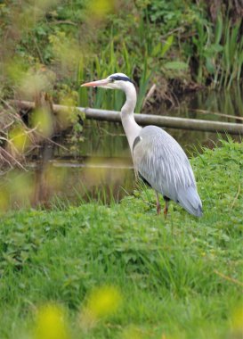Çimenlerdeki büyük gri balıkçıl