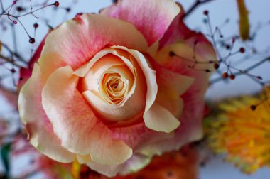 Güzel pembe somon büyük gül 