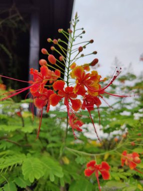 Bahçedeki güzel çiçekler