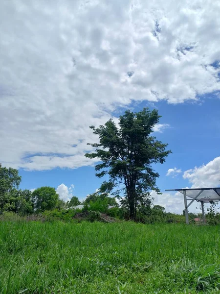 Gökyüzü çayır ağacı çiftliği