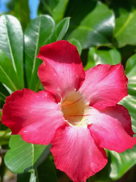 Czerwony Kwiat Ogrodzie — Zdjęcie stockowe