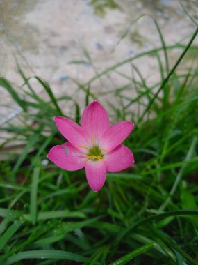 Güzel çiçeklerin manzarası