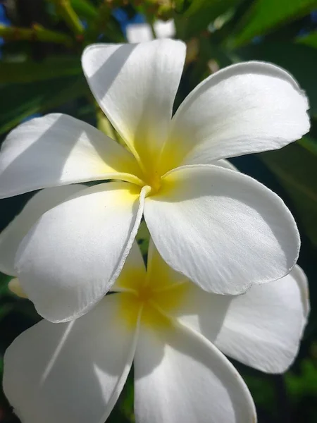 Flor Plumeria Branca Jardim — Fotografia de Stock