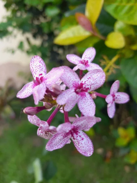Bahçedeki Güzel Pembe Orkide — Stok fotoğraf