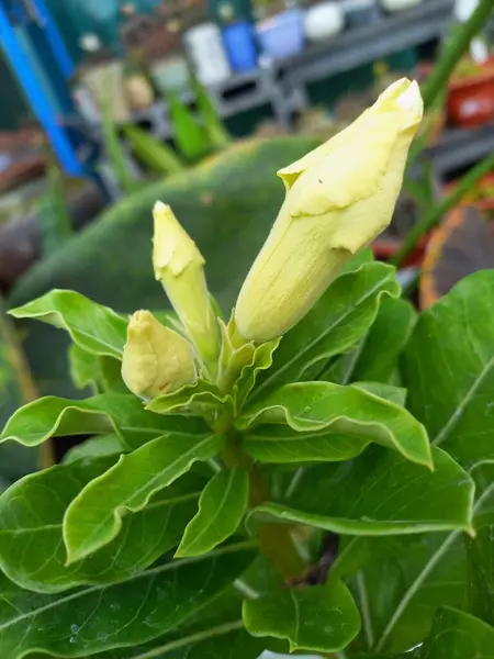 stock image close up of color blooming growing outdoor