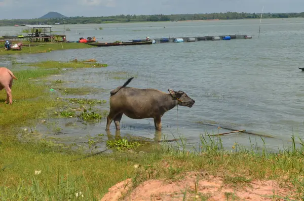 Bufalo ortadaki küçük bir nehirdir..
