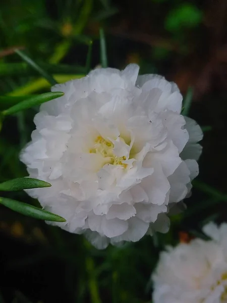 Beautiful White Flower Garden — Stock Photo, Image