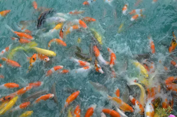 Sudaki koi balığı