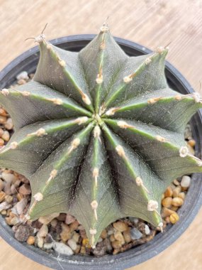 ahşap masa üzerinde güzel kaktüs