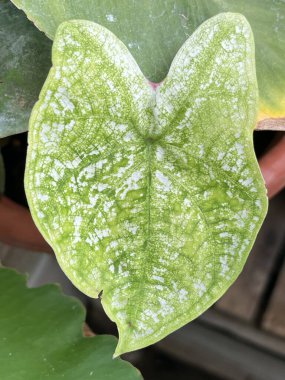 Güzel botanik fotoğrafı, doğal duvar kağıdı.