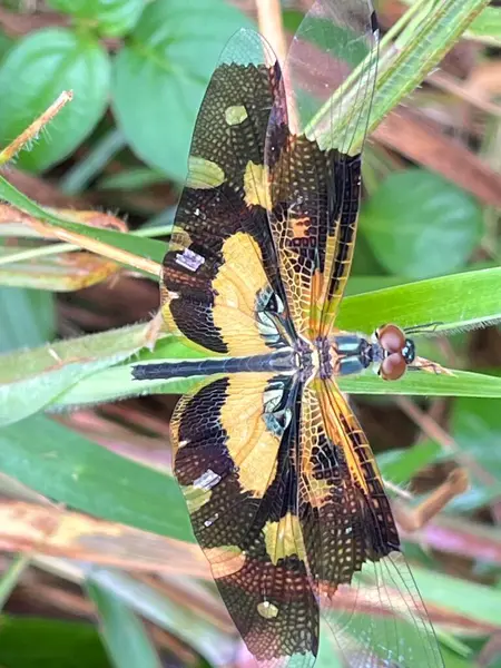 Yeşil yapraklı yusufçuk.