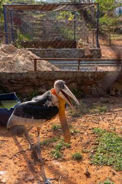 Kalın gagalı ve tüysüz boyunlu iri Afrika dalıcı kuşu.