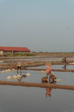 Kamboçya, Kamboçya 'da gün batımında pirinç tarlasında çalışan çiftçi.