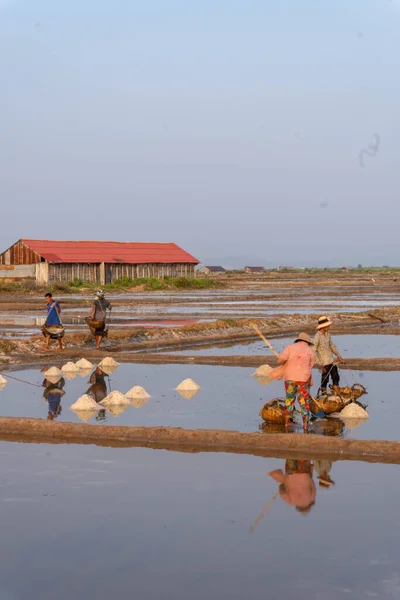 stock image Farmer working in the rice fields at sunset in Kampot, Cambodia