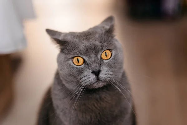 귀여운 회색짧은 고양이 바닥에 세계를 바라본다 — 스톡 사진