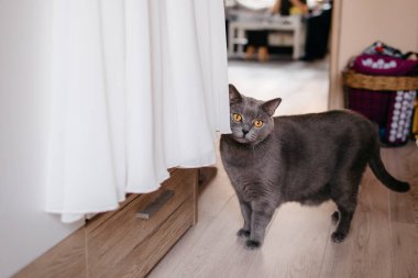 Şirin gri İngiliz Shortair kedisi, beyaz gelinliğin yanında, yerde durmuş izliyor..