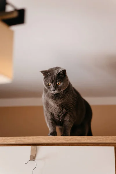 귀여운 회색짧은 고양이 벽장에 세계를 바라본다 — 스톡 사진