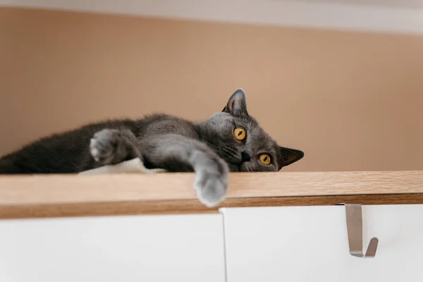 Cute Gray British Shorthair Cat Lying Closet Watching World — Stock Photo, Image