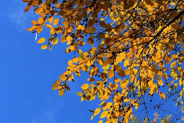 Mavi gökyüzüne karşı ağaçtaki sarı yapraklar