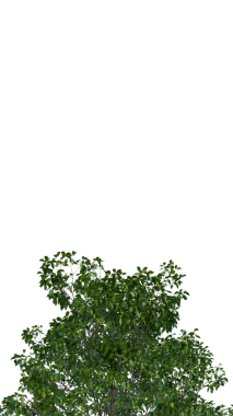 Şeffaf bir arkaplanda izole edilmiş ağaç. Beyaz arkaplanda izole edilmiş tek bir ağaç.