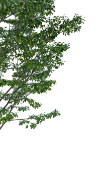 Şeffaf bir arkaplanda izole edilmiş ağaç. Beyaz arkaplanda izole edilmiş tek bir ağaç.