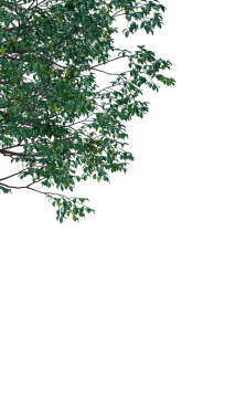 Şeffaf bir arkaplanda izole edilmiş ağaç. Beyaz arkaplanda izole edilmiş tek bir ağaç.