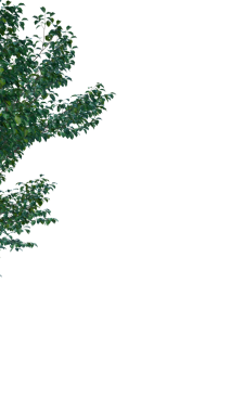 Şeffaf bir arkaplanda izole edilmiş ağaç. Beyaz arkaplanda izole edilmiş tek bir ağaç.