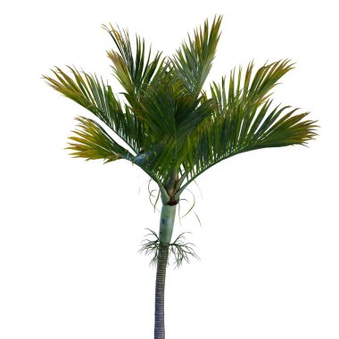 Şeffaf bir arkaplanda izole edilmiş ağaç. Beyaz arkaplanda izole edilmiş tek bir ağaç.