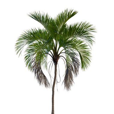 Şeffaf bir arkaplanda izole edilmiş ağaç. Beyaz arkaplanda izole edilmiş tek bir ağaç.