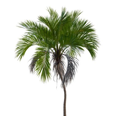 Şeffaf bir arkaplanda izole edilmiş ağaç. Beyaz arkaplanda izole edilmiş tek bir ağaç.