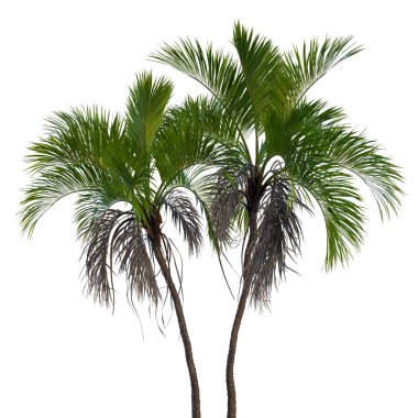 Şeffaf bir arkaplanda izole edilmiş ağaç. Beyaz arkaplanda izole edilmiş tek bir ağaç.