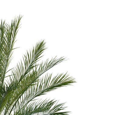 Şeffaf bir arkaplanda izole edilmiş ağaç. Beyaz arkaplanda izole edilmiş tek bir ağaç.