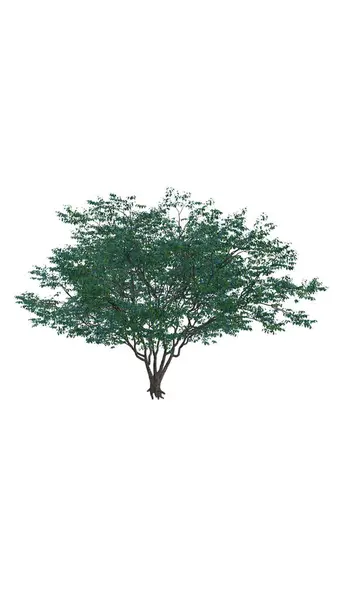 Ізольоване Дерево Прозорому Тлі Одинарне Дерево Ізольовано Білому Тлі Ліцензійні Стокові Зображення