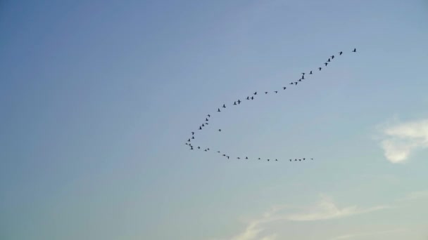 Grúas Vuelan Lejos Una Bandada Aves Volando Alto Cielo Azul — Vídeos de Stock