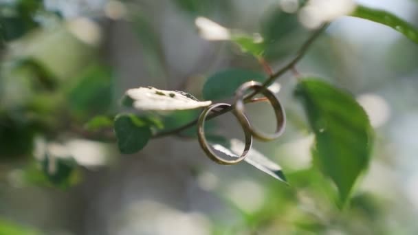 晴れた日の木の緑の枝に結婚指輪ソフトフォーカススローモーション 高品質のフルHd映像 — ストック動画