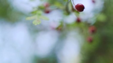 Güneşli bir günde, ağacın yeşil dalında alyanslar, yumuşak odaklı, yavaş çekimde. Yüksek kaliteli FullHD görüntüler