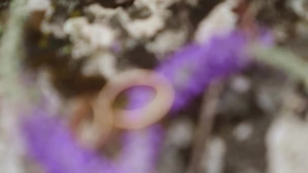 Крупним Планом Відкритий Портрет Красивих Свіжих Квітів Різних Відтінків Рожевого — стокове відео