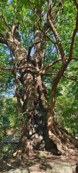 Alter Baum Wald — Stockfoto