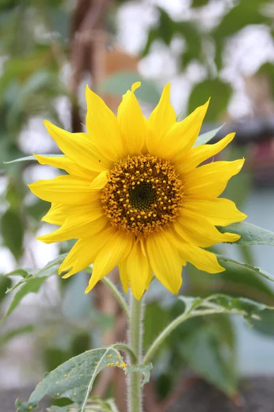 Hermosa Flor Amarilla Jardín —  Fotos de Stock