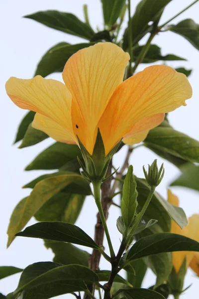 Žlutý Ibišek Květ Zahradě — Stock fotografie