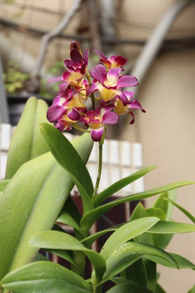 Krásná Orchidej Květina Zahradě — Stock fotografie