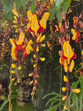 Bahçedeki güzel çiçekler