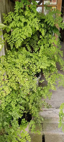 Piante Verdi Giardino — Foto Stock