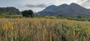 Shanli Tren İstasyonu, Beinan Kasabası, Taitung County, Aloe Vera