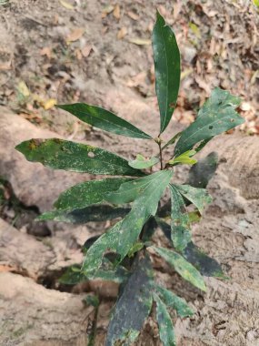 Bahçedeki orkide çiçekleri