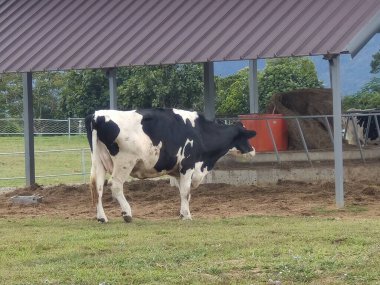 Çiftlikteki inekler